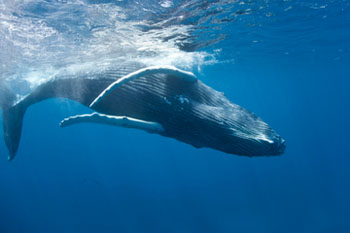 whale watching